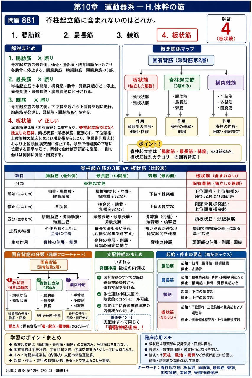 鍼灸 第12回(2004) 問題19｜脊柱起立筋に含まれないはどれか。 解説図