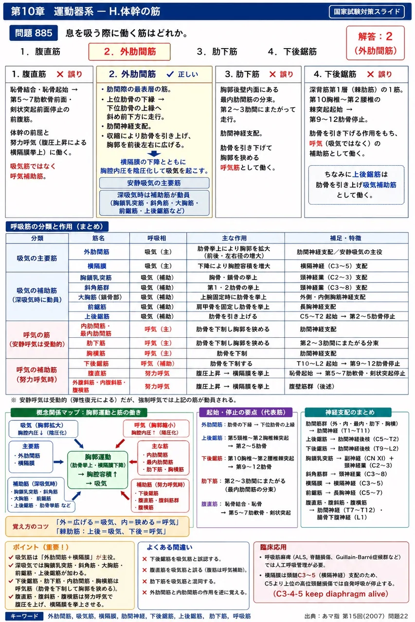 あマ指 第15回(2007) 問題22｜息を吸う際に働く筋はどれか。 解説図
