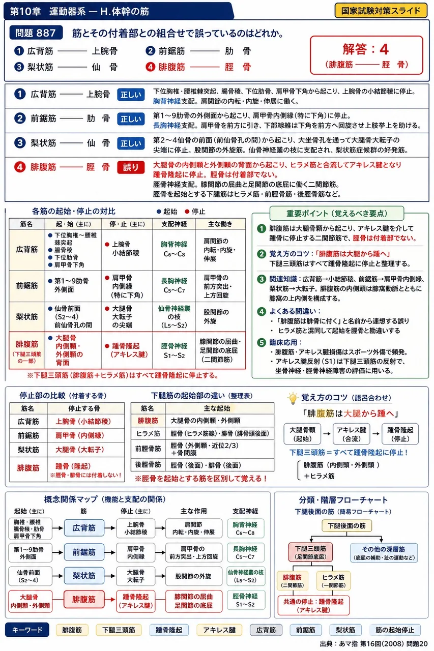 あマ指 第16回(2008) 問題20｜筋とその付着部との組合せで誤っているのはどれか。 解説図