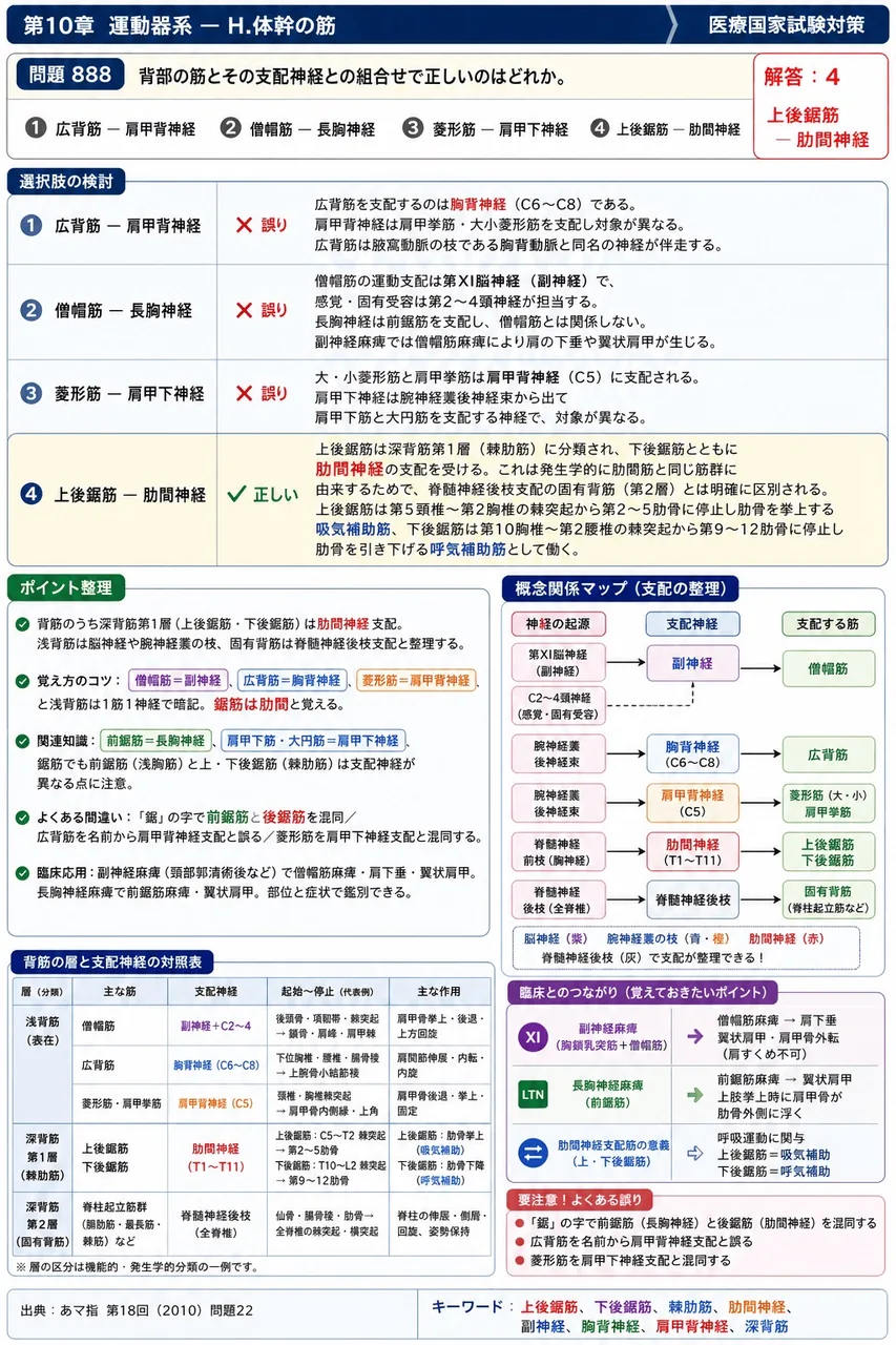あマ指 第18回(2010) 問題22｜背部の筋とその支配神経との組合せで正しいのはどれか。 解説図