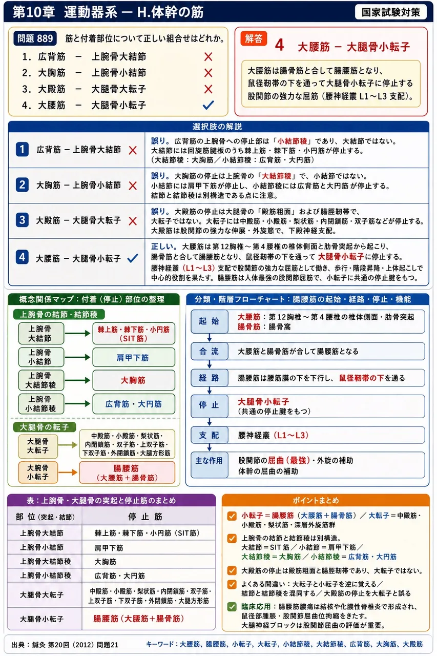 鍼灸 第20回(2012) 問題21｜筋と付着部位について正しい組合せはどれか。 解説図