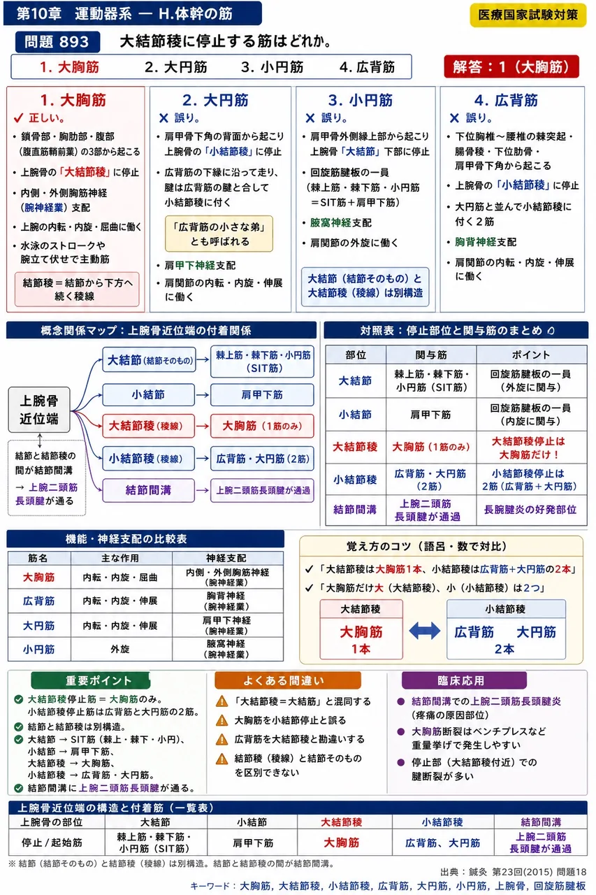 鍼灸 第23回(2015) 問題18｜大結節稜に停止する筋はどれか。 解説図