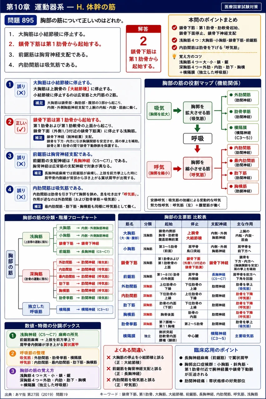 あマ指 第27回(2019) 問題19｜胸部の筋について正しいのはどれか。 解説図