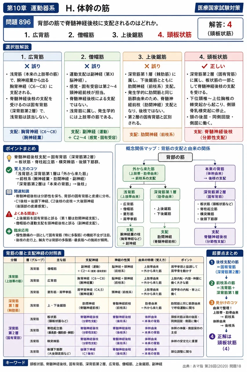 あマ指 第28回(2020) 問題18｜背部の筋で脊髄神経後枝に支配されるのはどれか。 解説図
