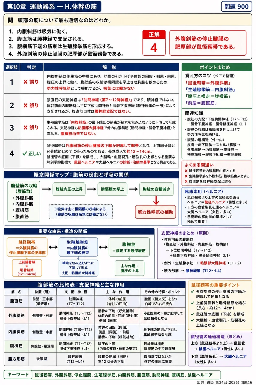 鍼灸 第34回(2026) 問題16｜腹部の筋について最も適切なのはどれか。 解説図