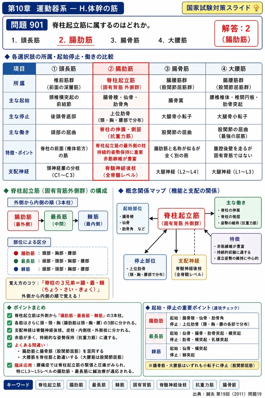 鍼灸 第19回(2011) 問題19｜脊柱起立筋に属するのはどれか。 解説図