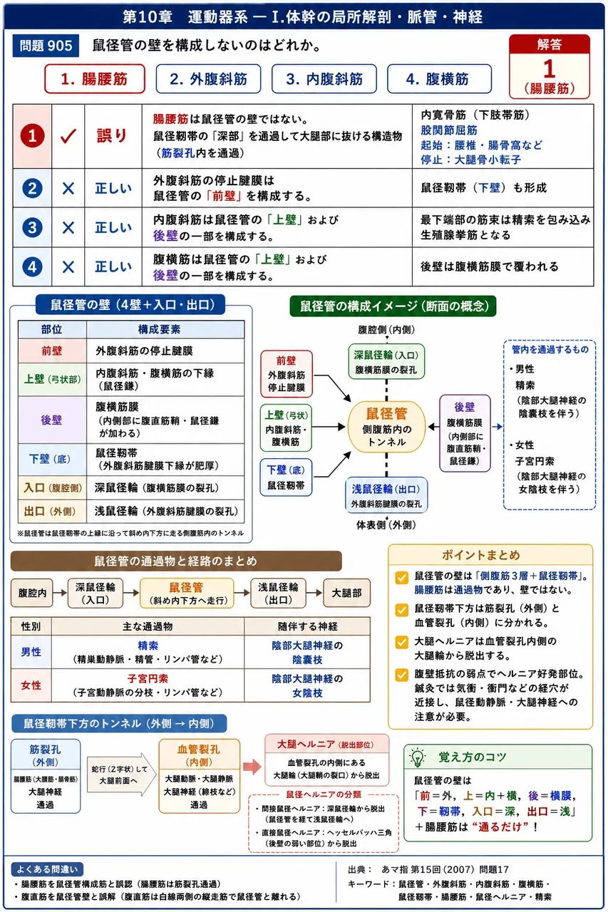 あマ指 第15回(2007) 問題17｜鼠径管の壁を構成しないのはどれか。 解説図