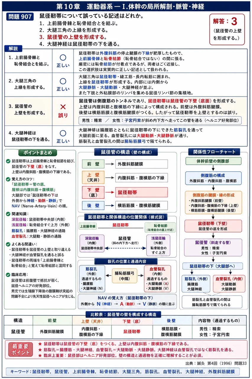 鍼灸 第4回(1996) 問題33｜鼠径靭帯について誤っている記述はどれか。 解説図