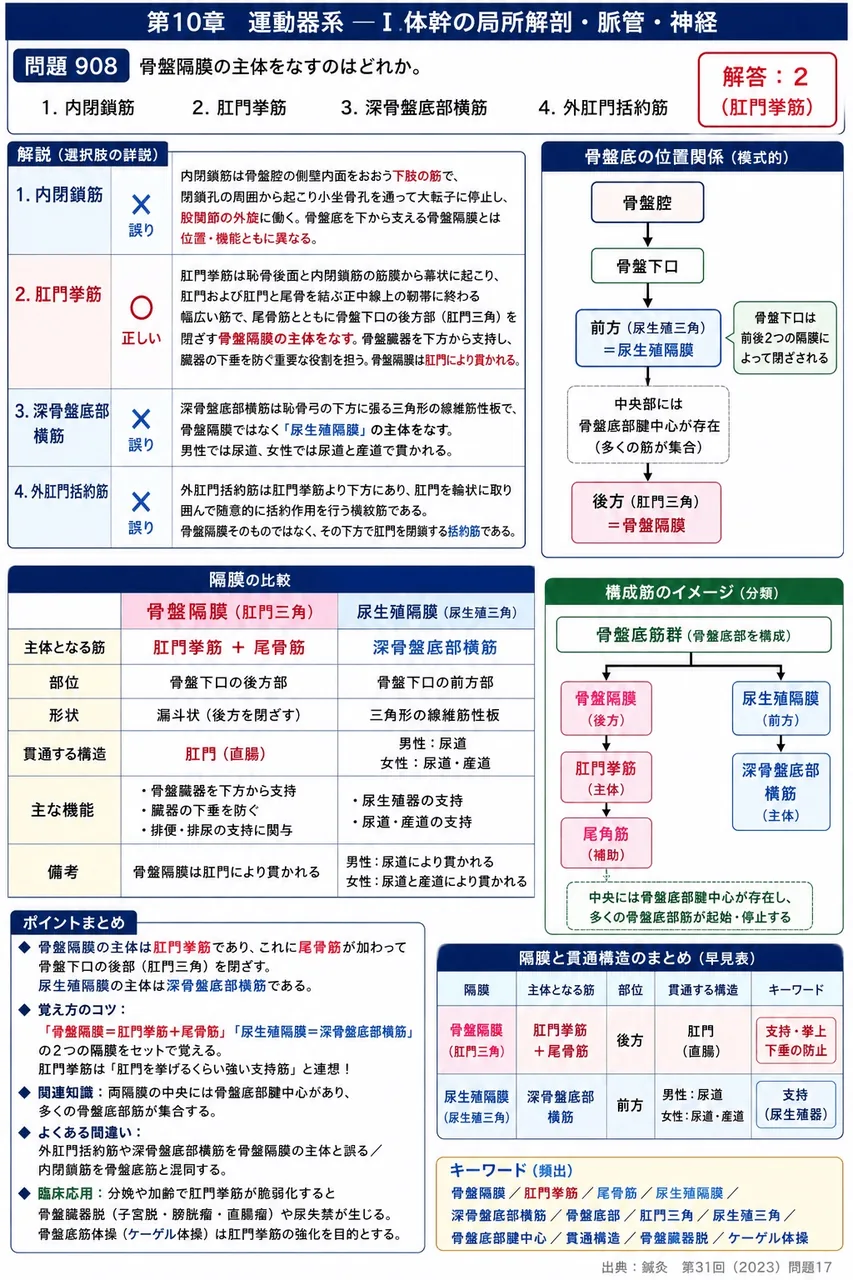 鍼灸 第31回(2023) 問題17｜骨盤隔膜の主体をなすのはどれか。 解説図