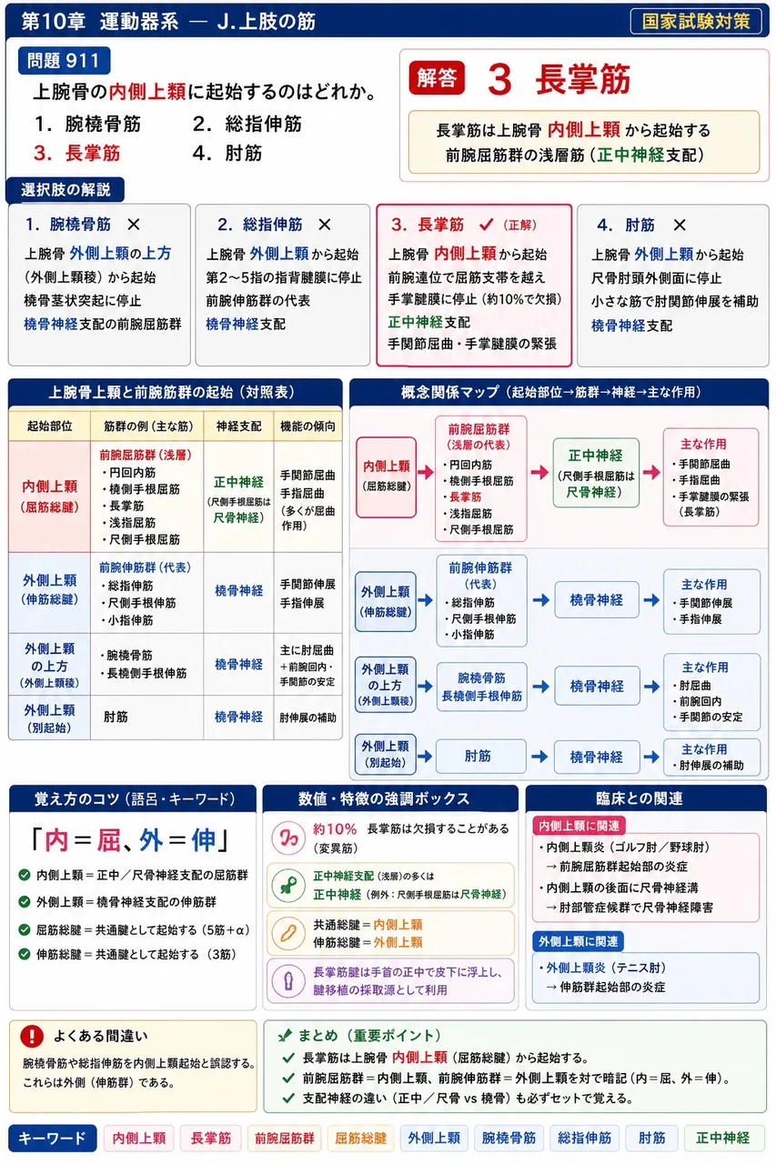 鍼灸 第24回(2016) 問題21|上腕骨の内側上類に起始するのはどれか。 解説図