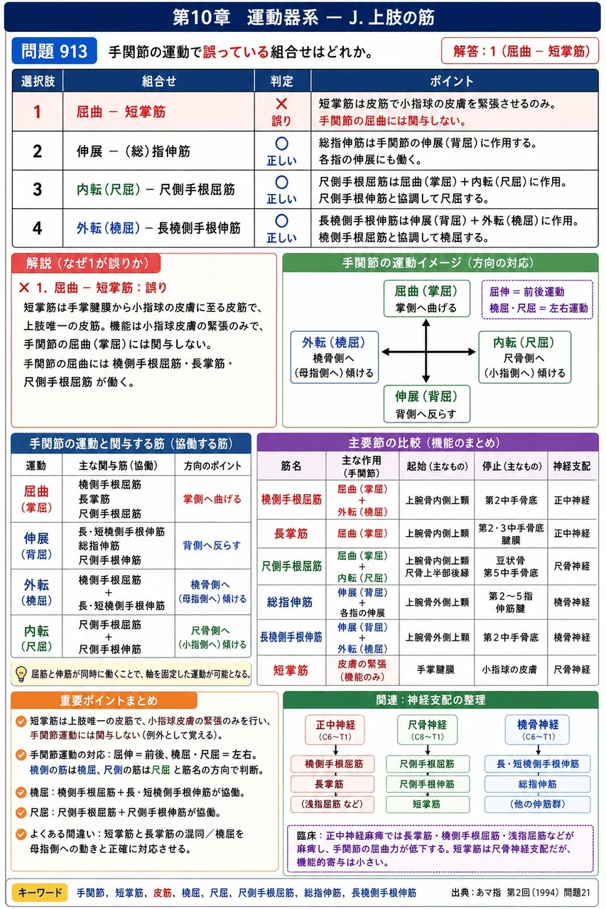 あマ指 第2回(1994) 問題21|手関節の運動で誤っている組合せはどれか。 解説図
