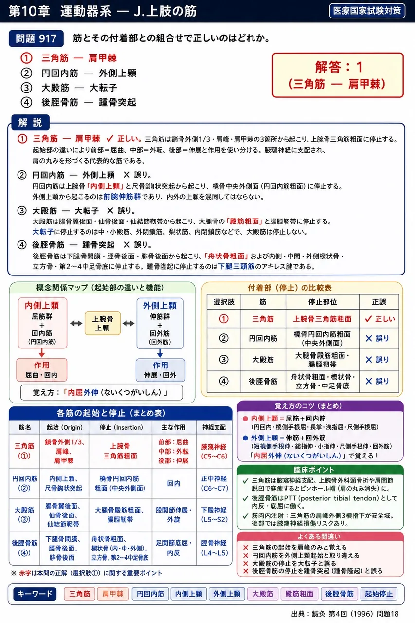 鍼灸 第4回(1996) 問題18|筋とその付着部との組合せで正しいのはどれか。 解説図