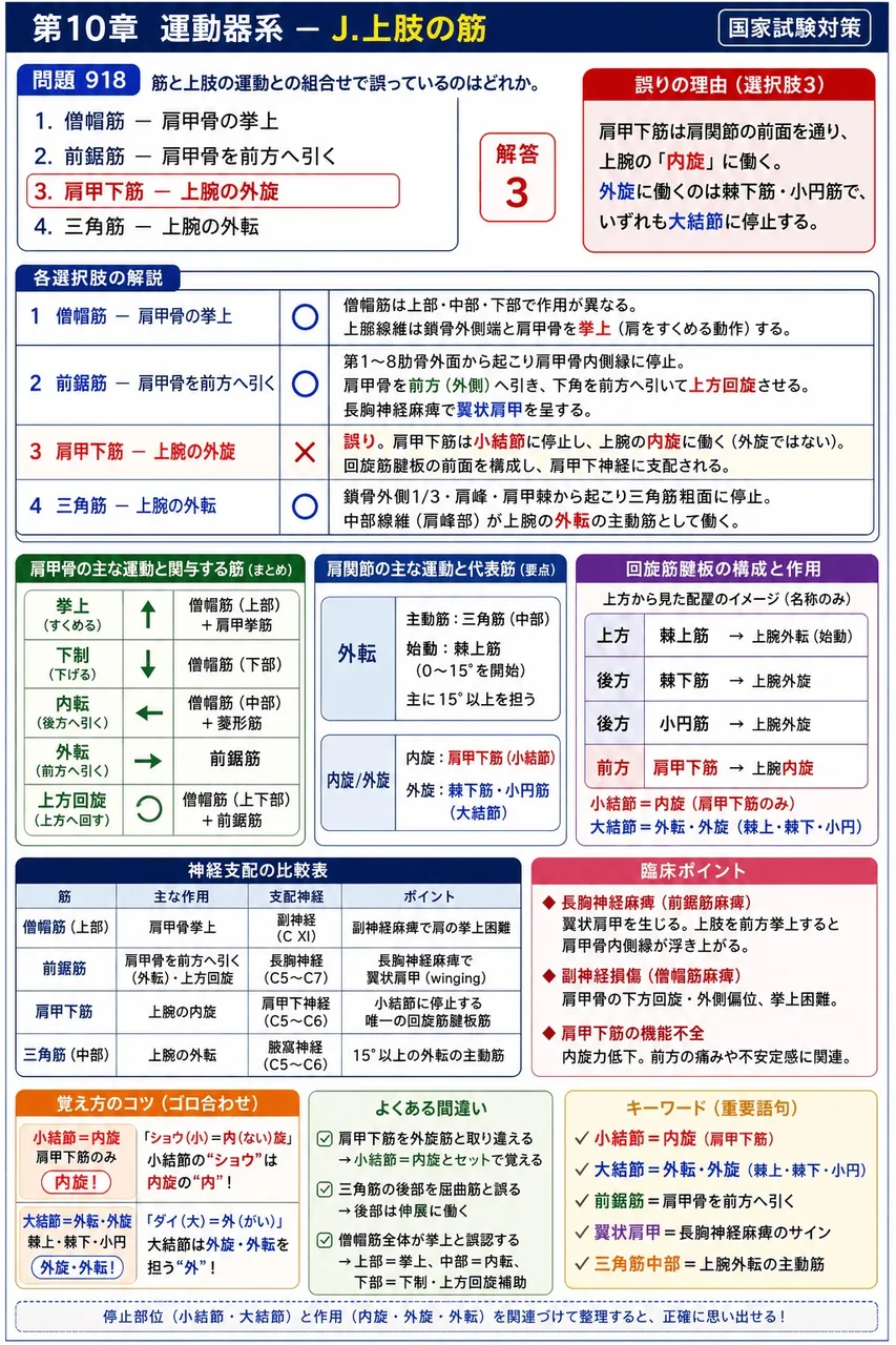 鍼灸 第4回(1996) 問題19｜筋と上肢の運動との組合せで誤っているのはどれか。 解説図