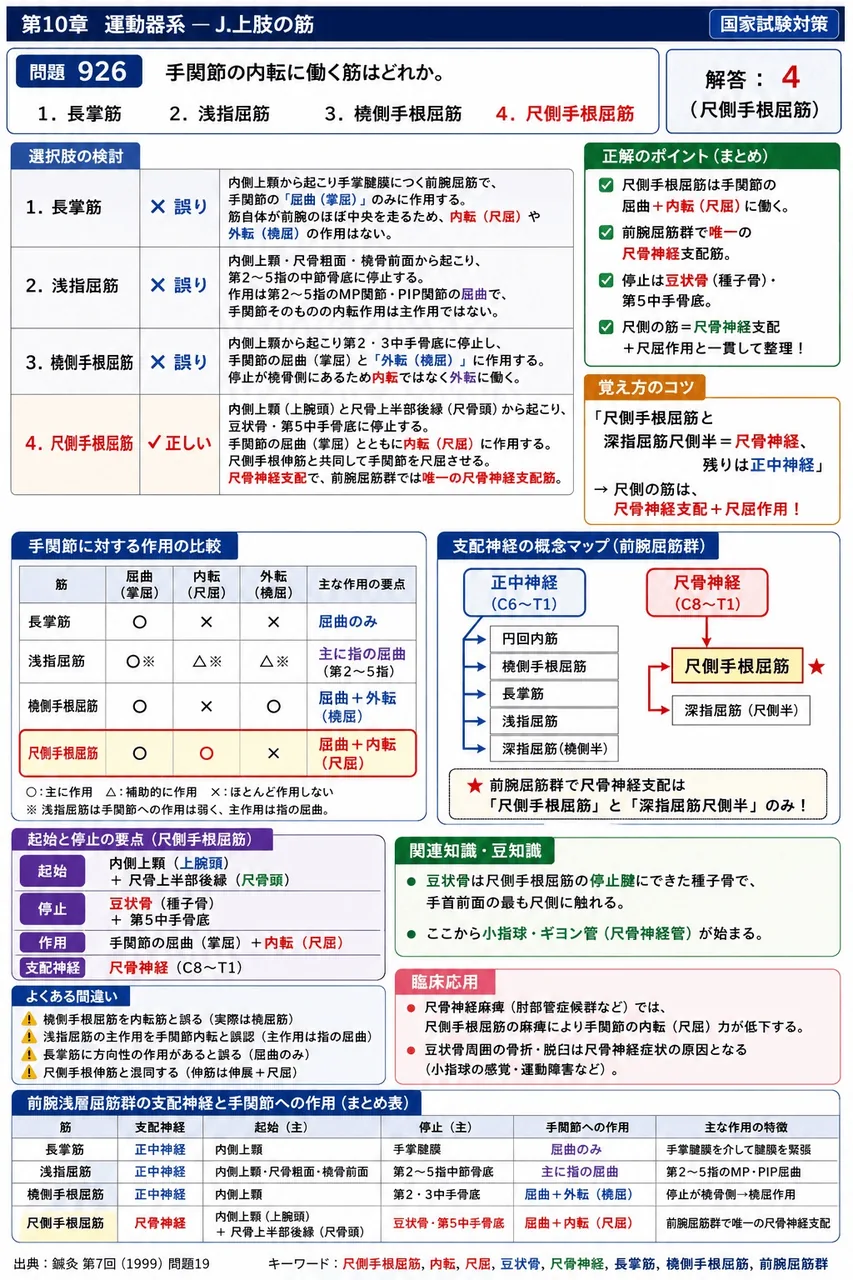 鍼灸 第7回(1999) 問題19｜手関節の内転に働く筋はどれか。 解説図
