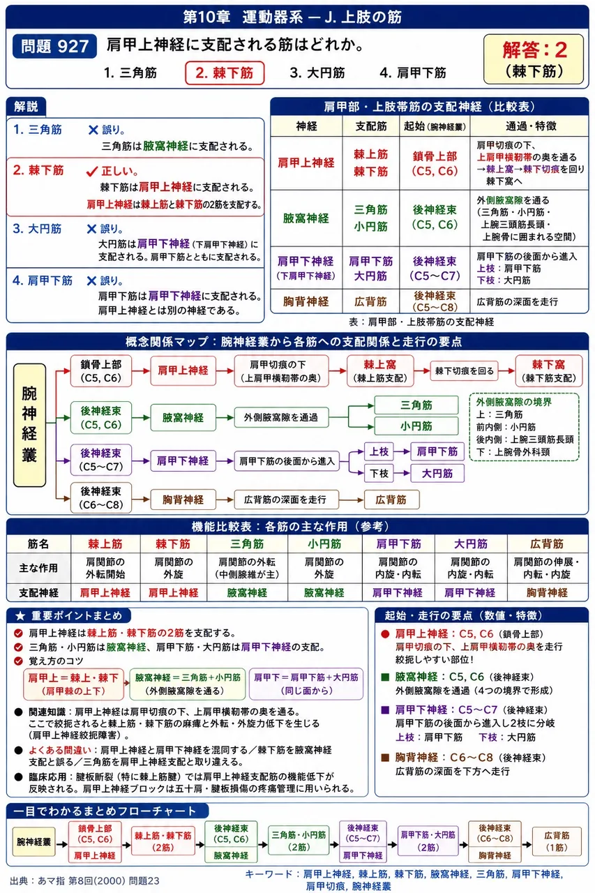 あマ指 第8回(2000) 問題23｜肩甲上神経に支配される筋はどれか。 解説図