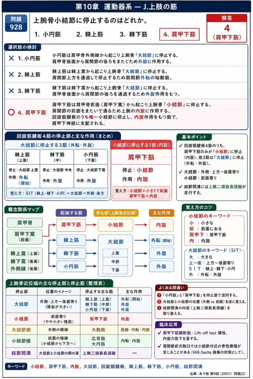 あマ指 第9回(2001) 問題22｜上腕骨小結節に停止するのはどれか。 解説図