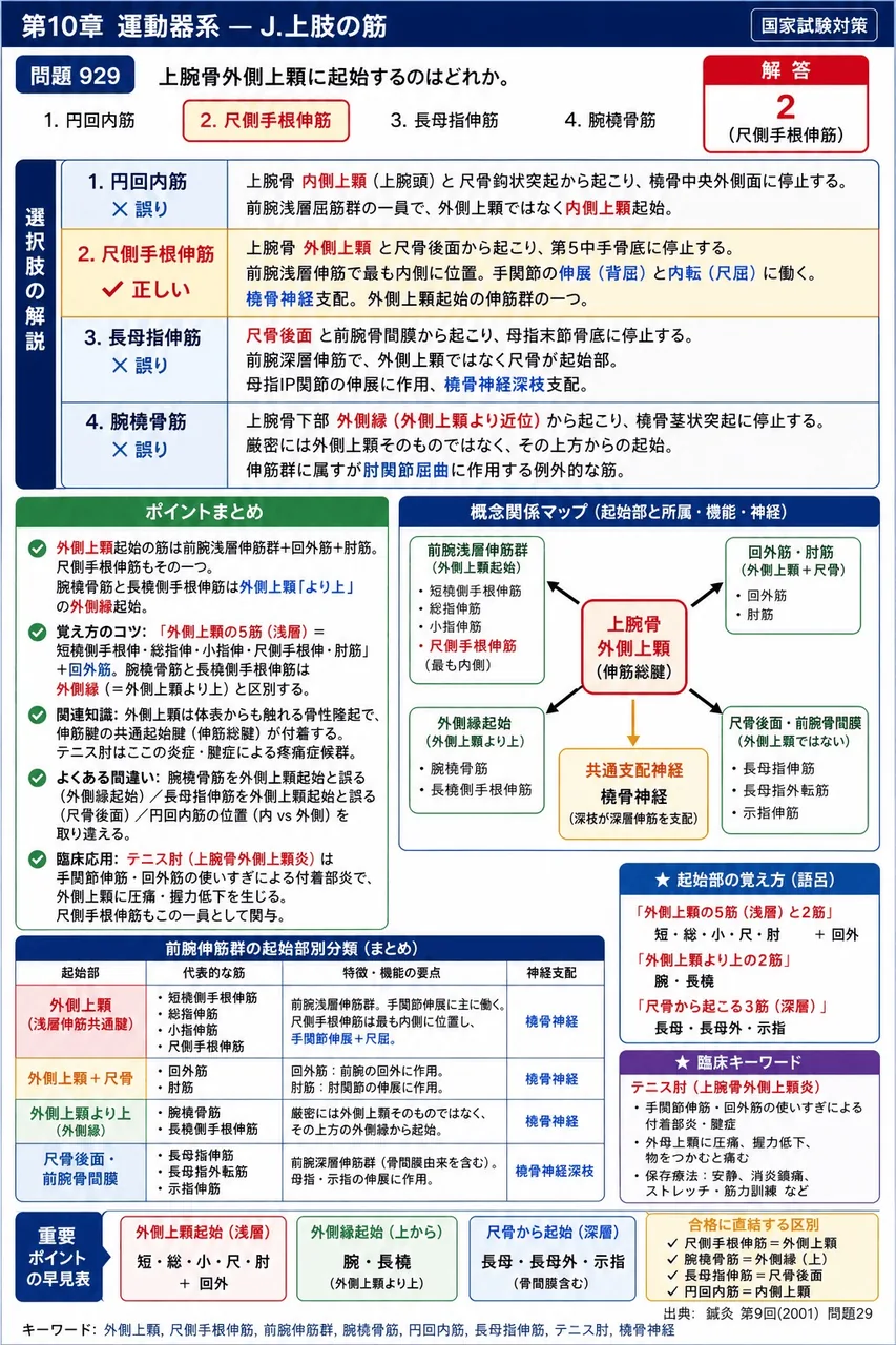 鍼灸 第9回(2001) 問題29｜上腕骨外側上顆に起始するのはどれか。 解説図
