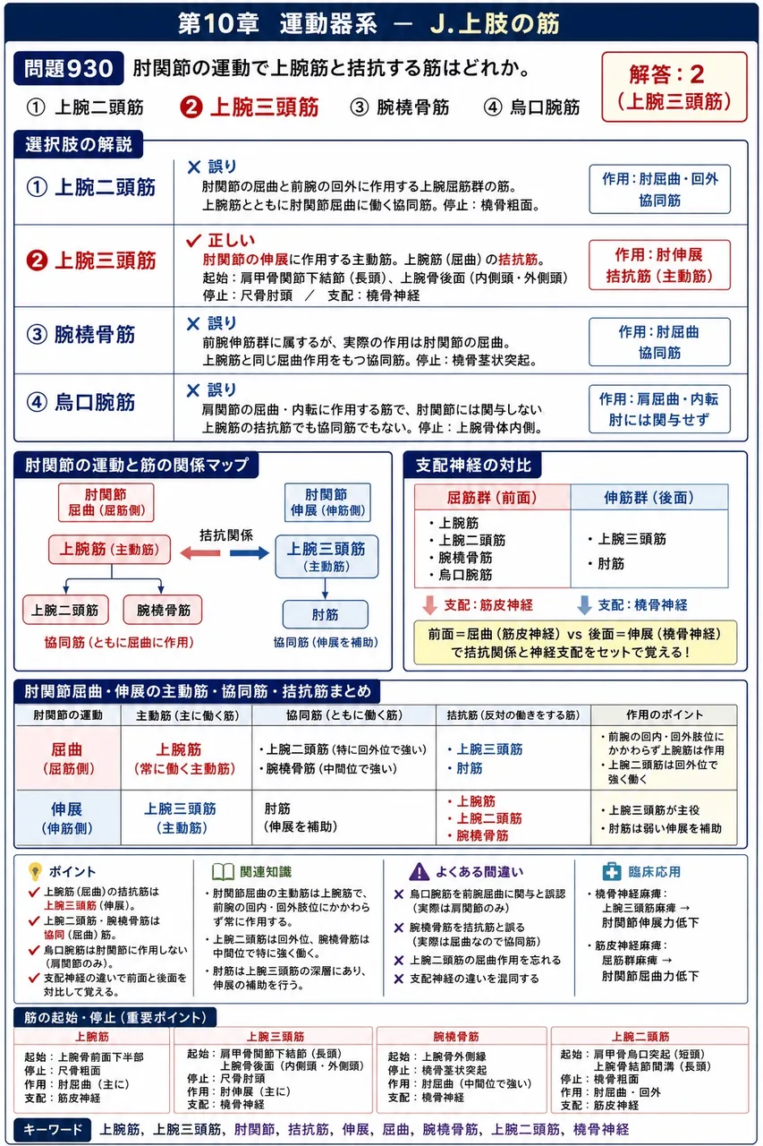 あマ指 第10回(2002) 問題25｜肘関節の運動で上腕筋と括抗する筋はどれか。 解説図