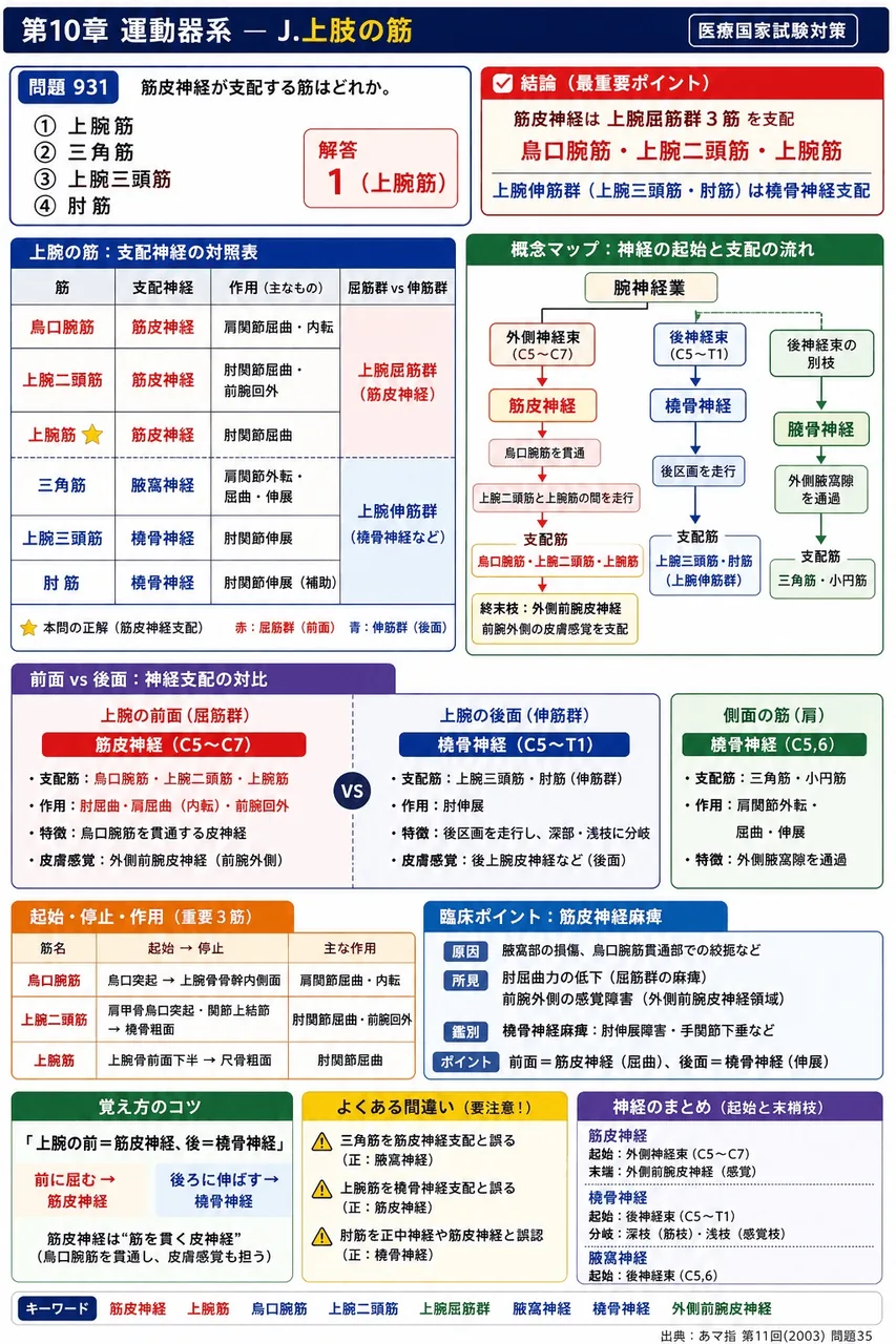 あマ指 第11回(2003) 問題35|筋皮神経が支配する筋はどれか。 解説図