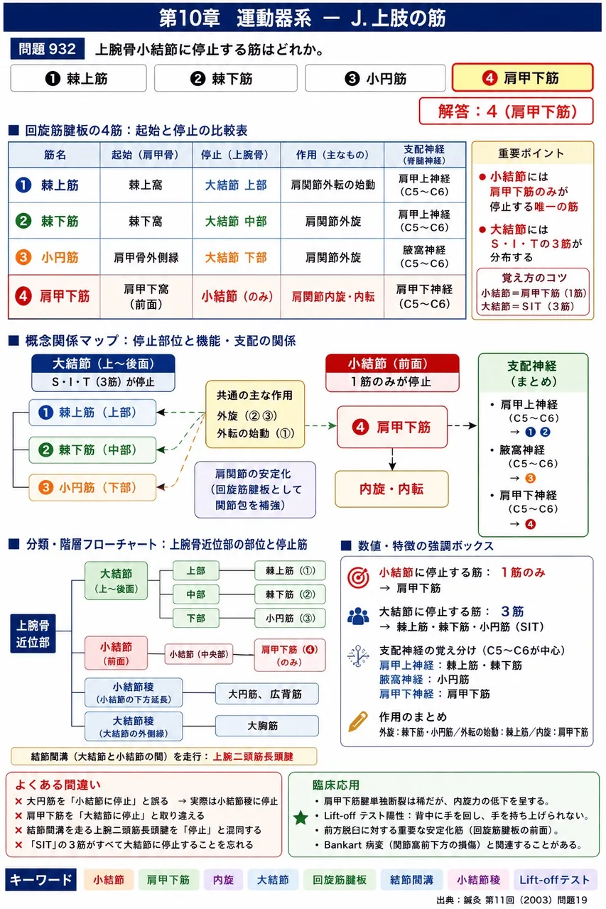 鍼灸 第11回(2003) 問題19｜上腕骨小結節に停止する筋はどれか。 解説図