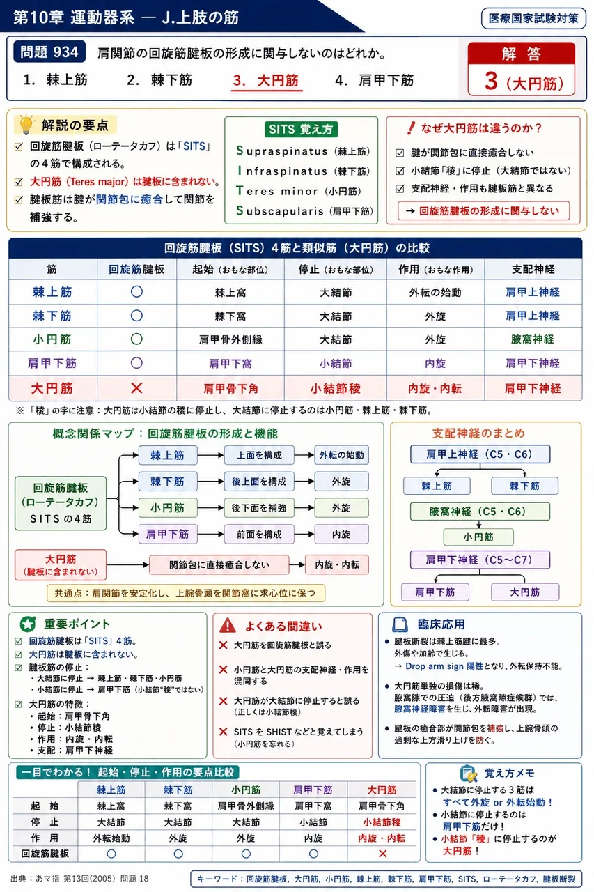 あマ指 第13回(2005) 問題18｜肩関節の回旋筋腱板の形成に関与しないのはどれか。 解説図