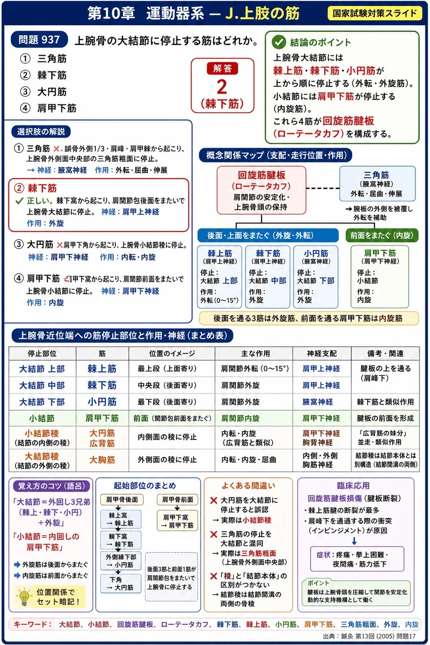 鍼灸 第13回(2005) 問題17｜上腕骨の大結節に停止する筋はどれか。 解説図