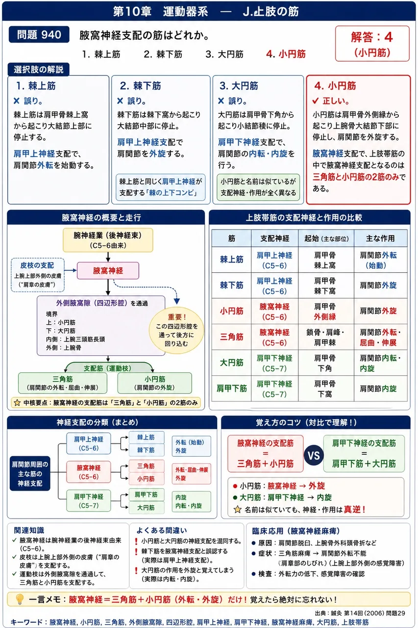 鍼灸 第14回(2006) 問題29|腋窩神経支配の筋はどれか。 解説図