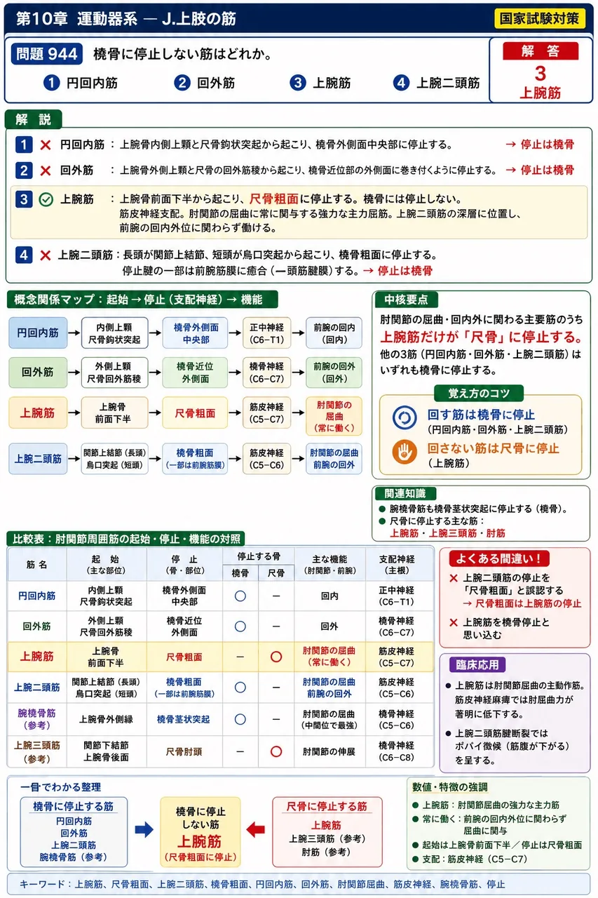 あマ指 第17回(2009) 問題20｜橈骨に停止しない筋はどれか。 解説図