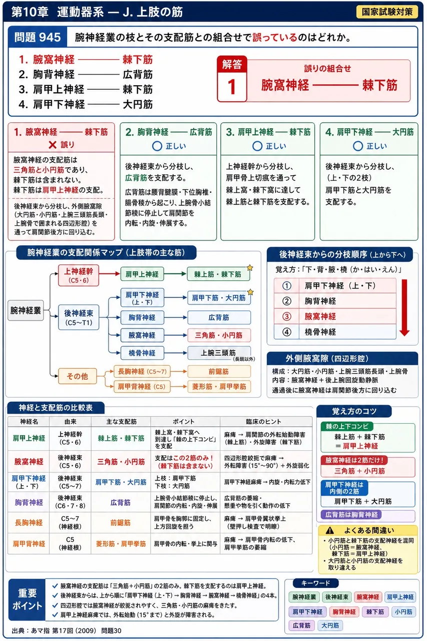 あマ指 第17回(2009) 問題30｜腕神経叢の枝とその支配筋との組合せで誤っているのはどれか。 解説図