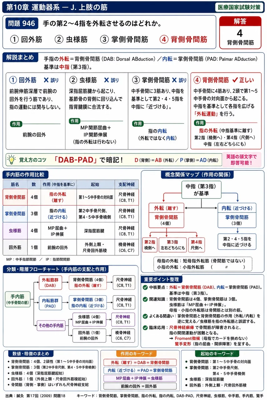 鍼灸 第17回(2009) 問題18｜手の第2～4指を外転させるのはどれか。 解説図