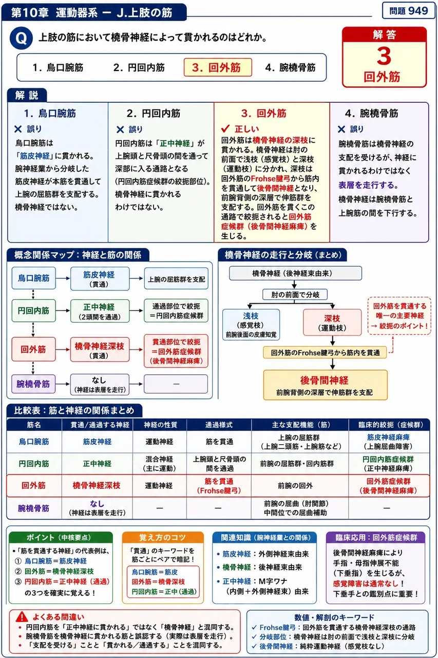 鍼灸 第18回(2010) 問題18｜上肢の筋において橈骨神経によって貫かれるのはどれか。 解説図