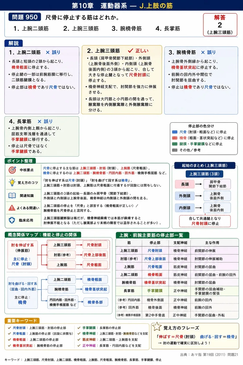 あマ指 第19回(2011) 問題21｜尺骨に停止する筋はどれか。 解説図