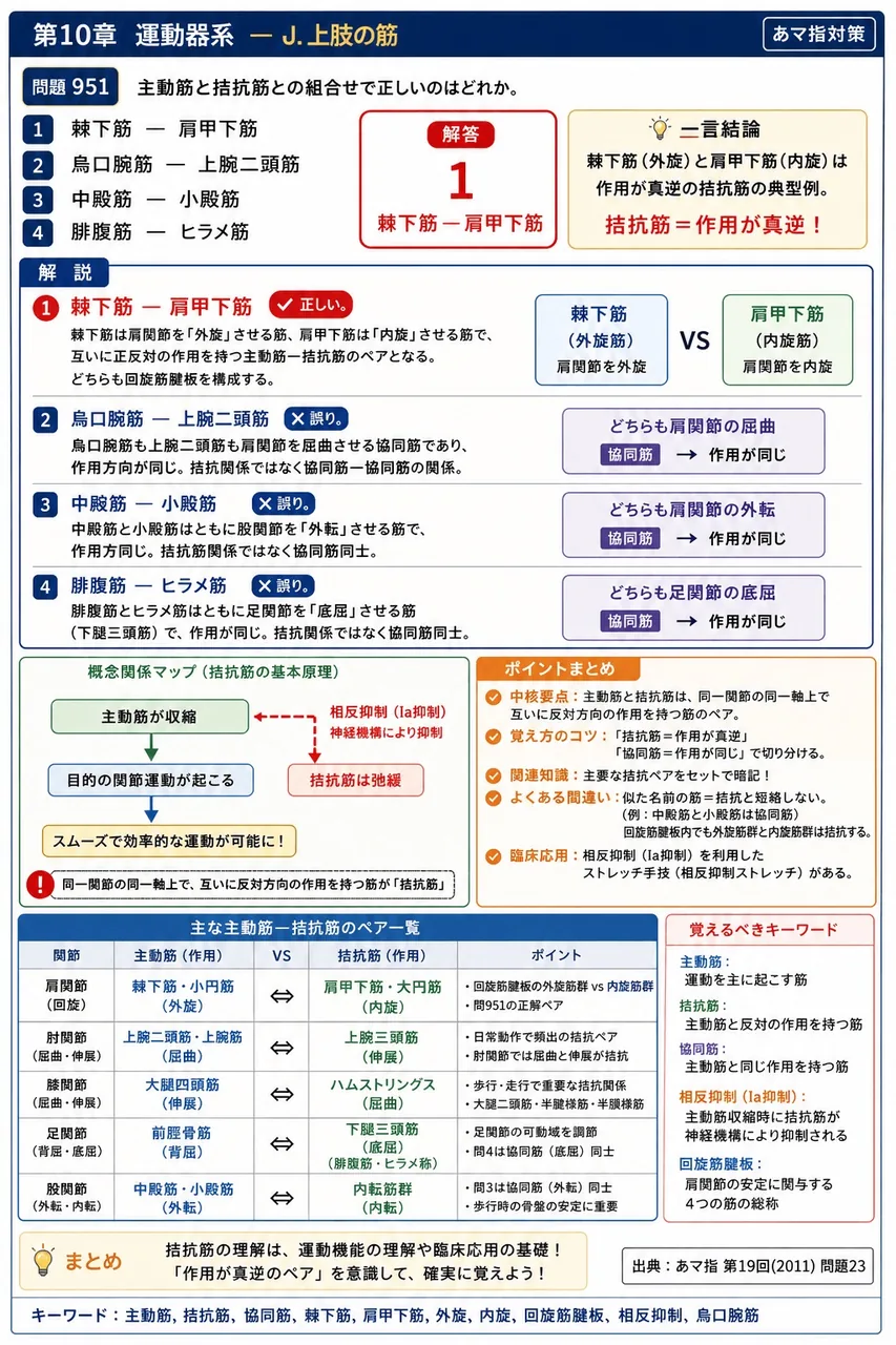 あマ指 第19回(2011) 問題23｜主動筋と拮抗筋との組合せで正しいのはどれか。 解説図