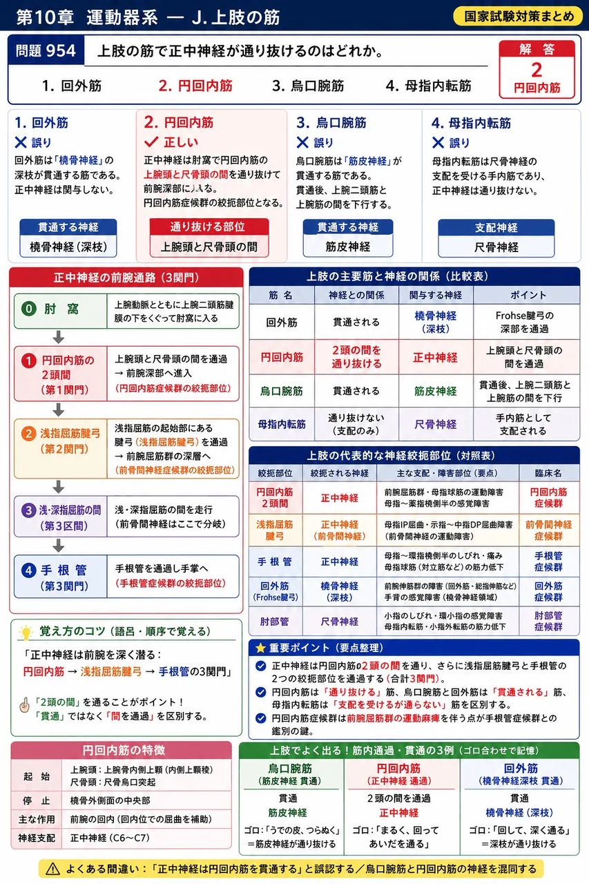 鍼灸 第21回(2013) 問題19|上肢の筋で正中神経が通り抜けるのはどれか。 解説図