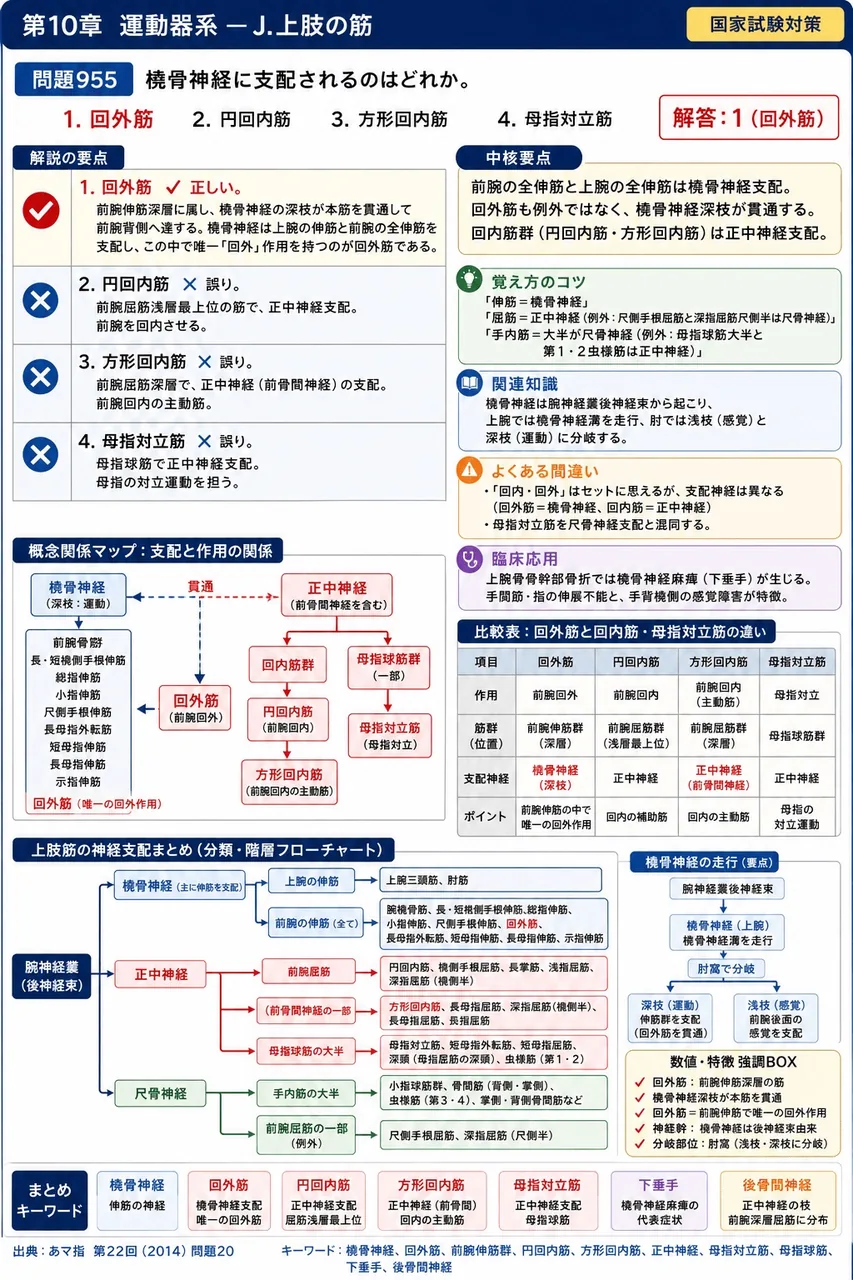 あマ指 第22回(2014) 問題20｜橈骨神経に支配されるのはどれか。 解説図