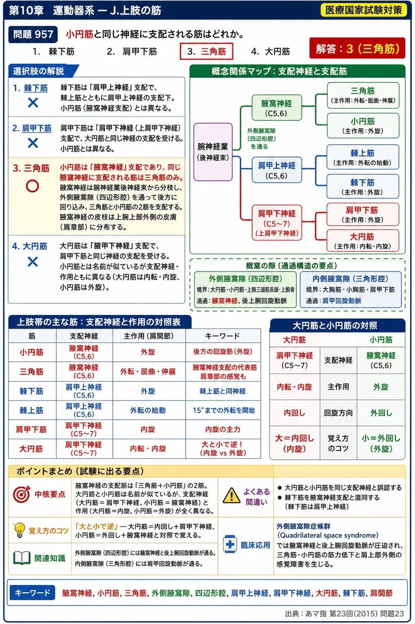 あマ指 第23回(2015) 問題23|小円筋と同じ神経に支配される筋はどれか。 解説図