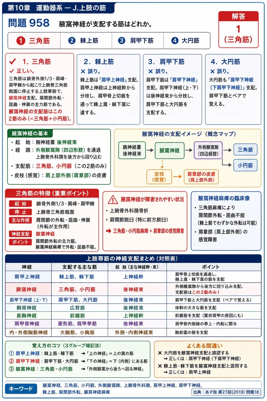 あマ指 第27回(2019) 問題18｜腋窩神経が支配する筋はどれか。 解説図