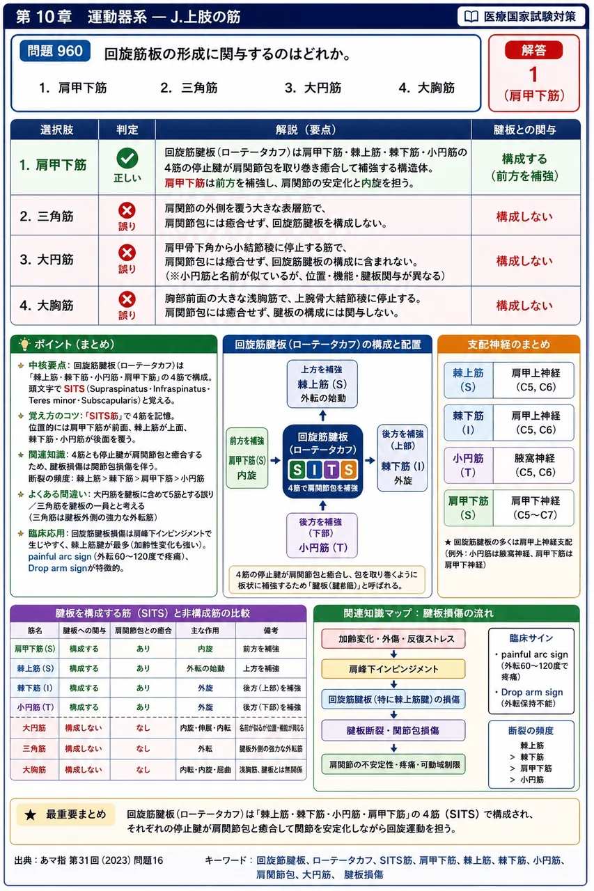 あマ指 第31回(2023) 問題16｜回旋筋板の形成に関与するのはどれか。 解説図