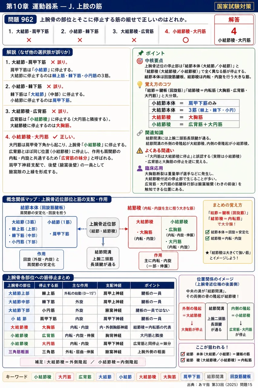 あマ指 第33回(2025) 問題15|上腕骨の部位とそこに停止する筋の組合せで正しいのはどれか。 解説図