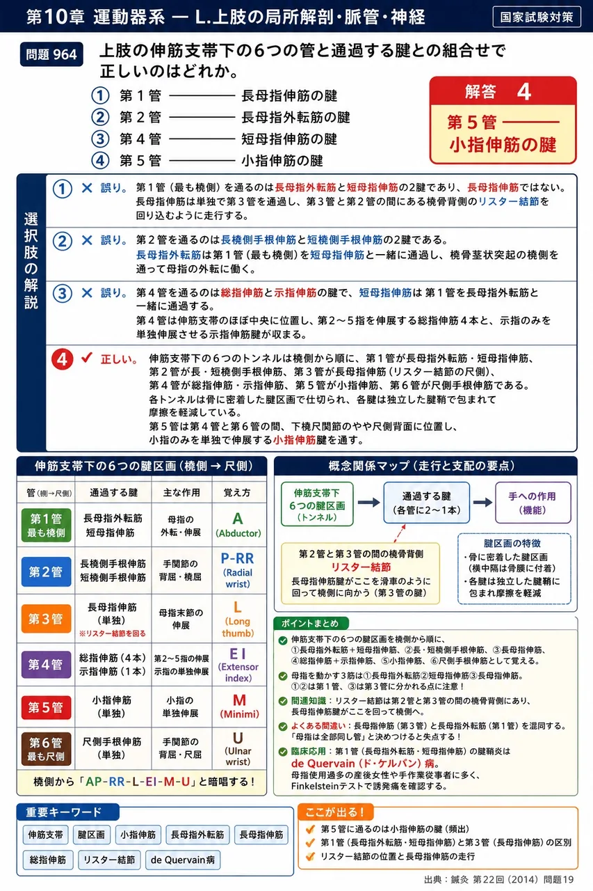 鍼灸 第22回(2014) 問題19｜上肢の伸筋支帯下の6つの管と通過する腱との組合せで正しいのはどれか。 解説図