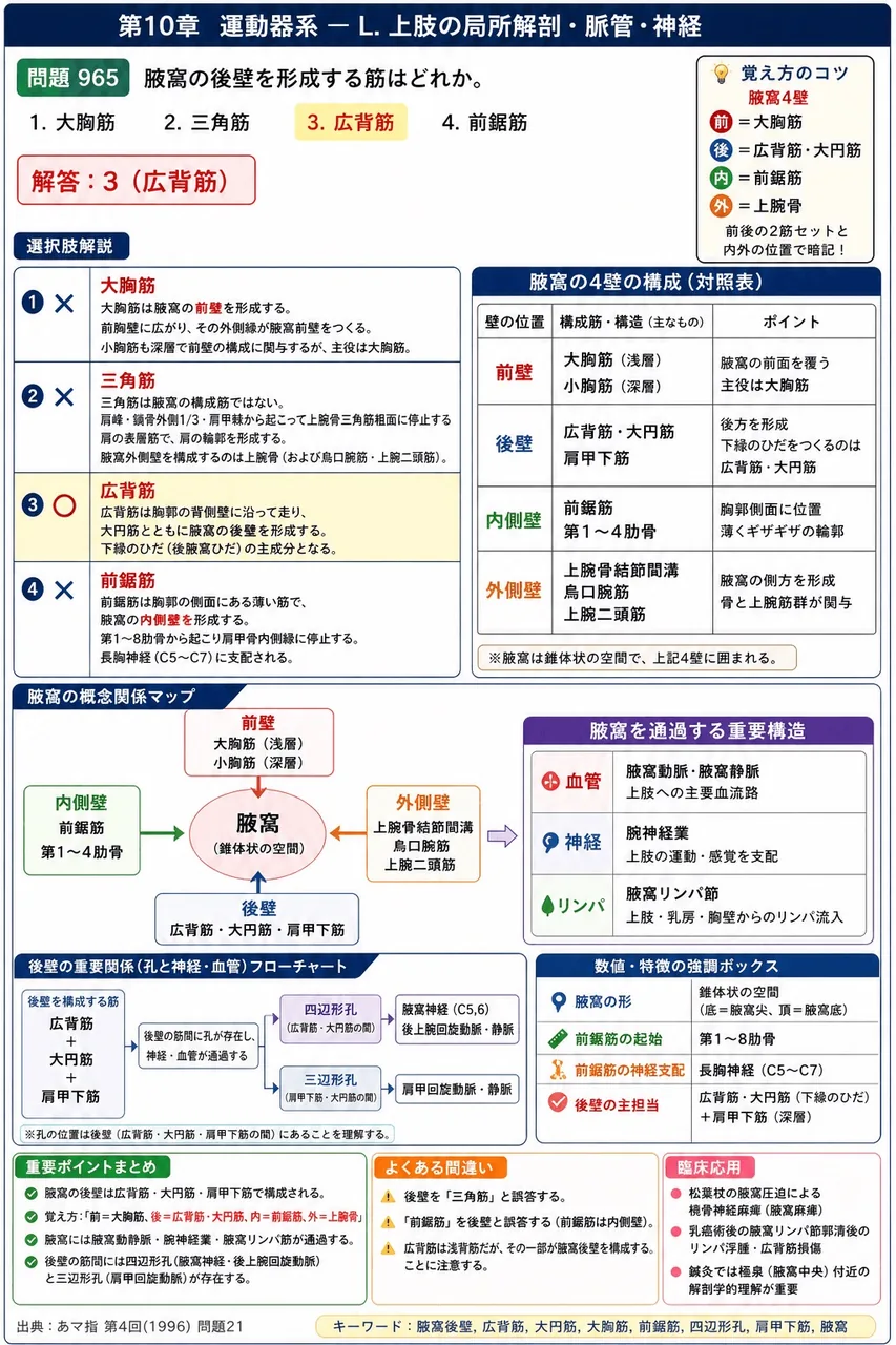 あマ指 第4回(1996) 問題21｜腋窩の後壁を形成する筋はどれか。 解説図