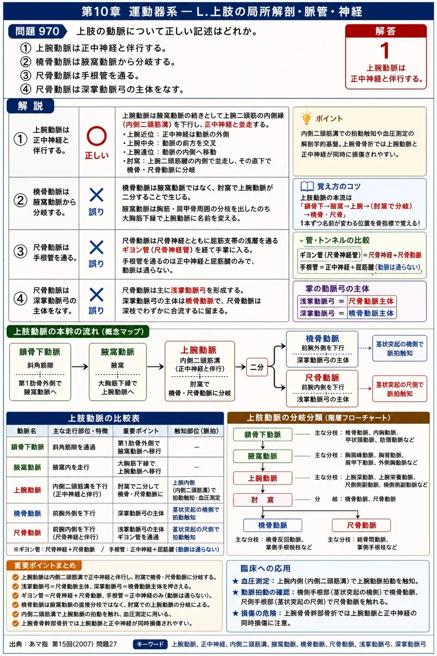 あマ指 第15回(2007) 問題27｜上肢の動脈について正しい記述はどれか。 解説図