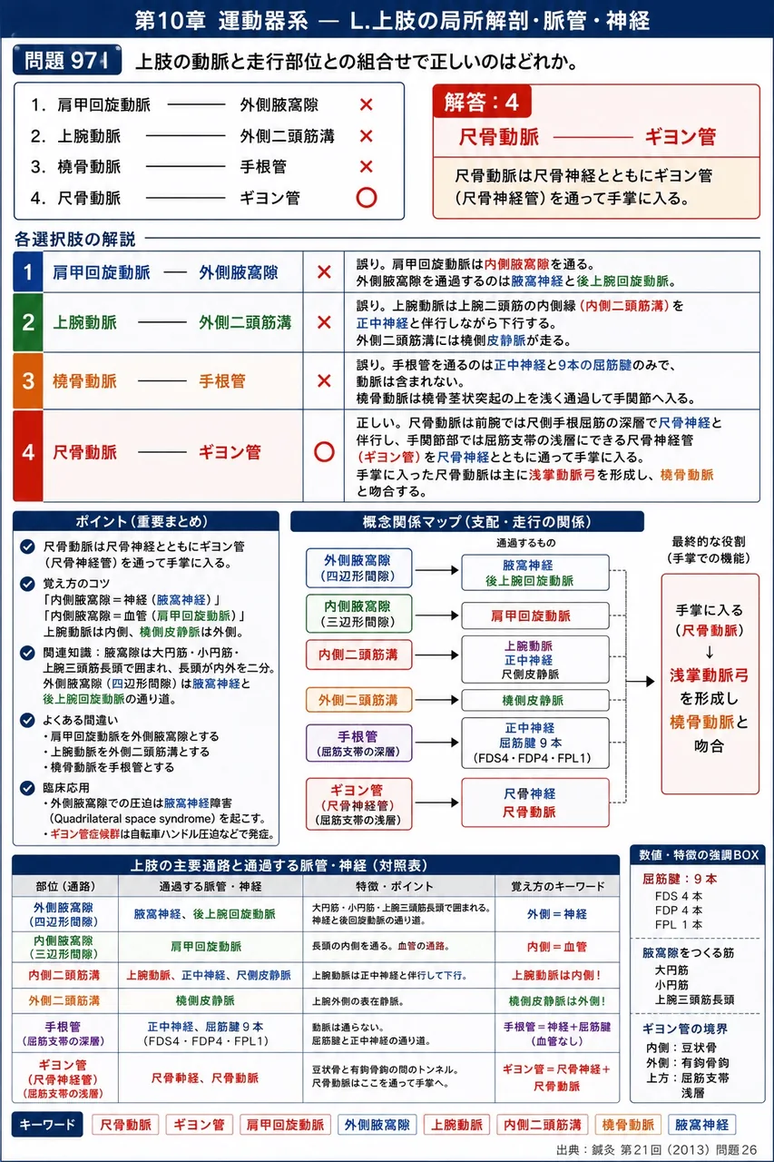 鍼灸 第21回(2013) 問題26｜上肢の動脈と走行部位との組合せで正しいのはどれか。 解説図