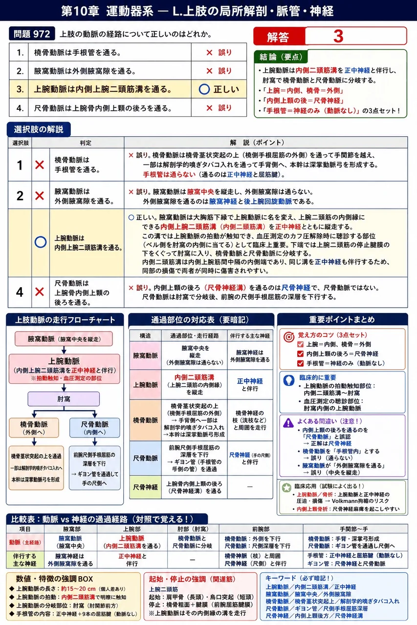 鍼灸 第22回(2014) 問題24|上肢の動脈の経路について正しいのはどれか。 解説図