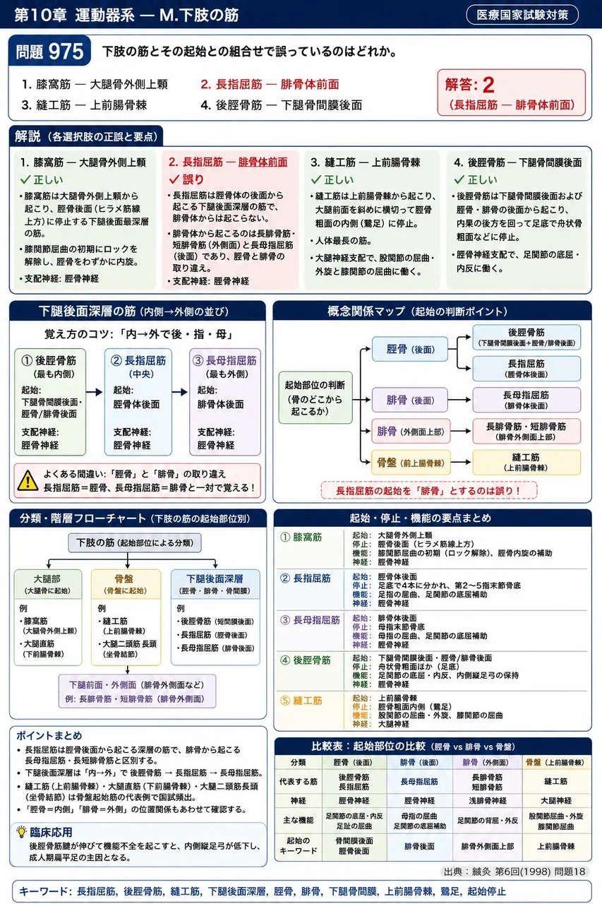 鍼灸 第6回(1998) 問題18｜下肢の筋とその起始との組合せで誤っているのはどれか。 解説図