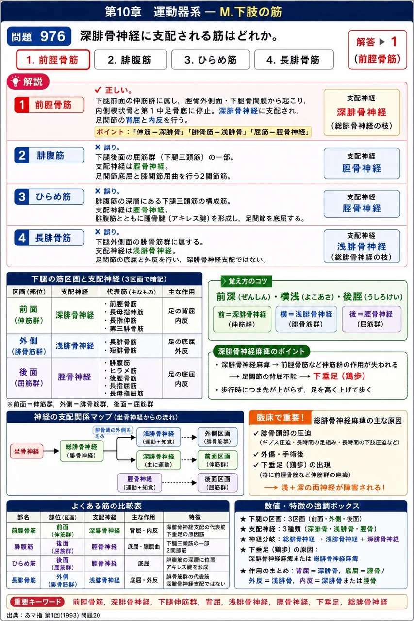 あマ指 第1回(1993) 問題20｜深腓骨神経に支配される筋はどれか。 解説図