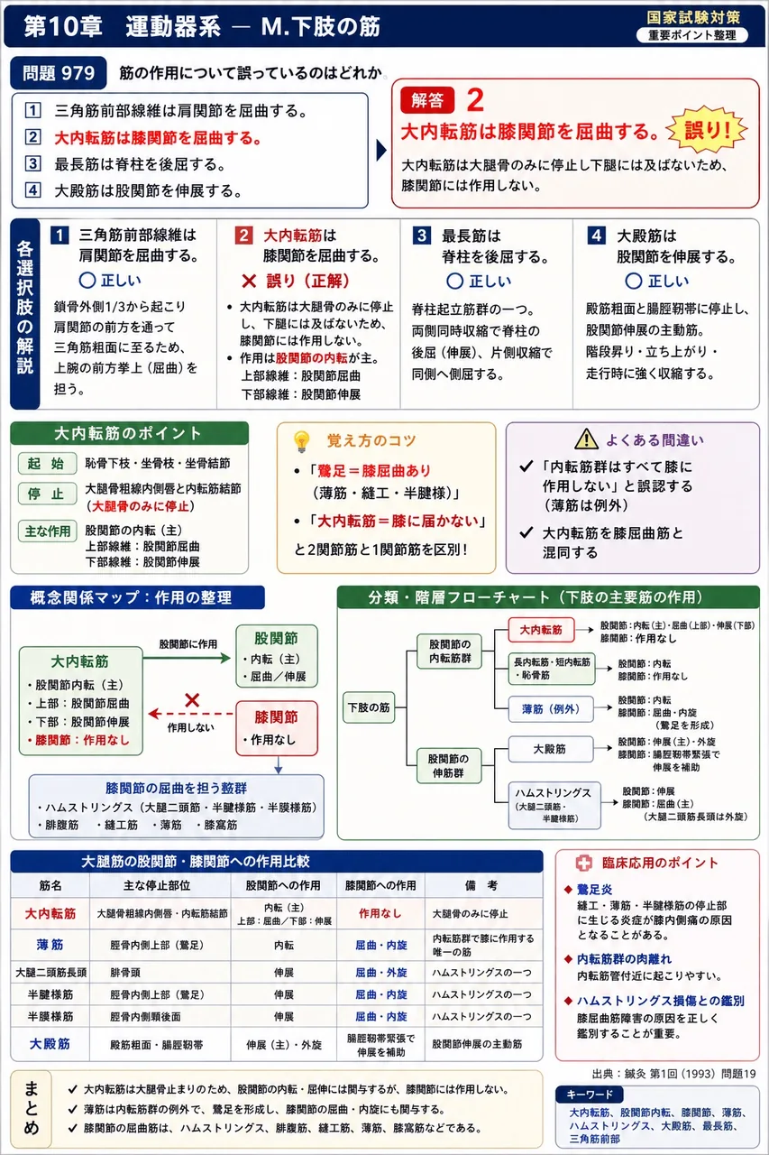 鍼灸 第1回(1993) 問題19｜筋の作用について誤っているのはどれか。 解説図
