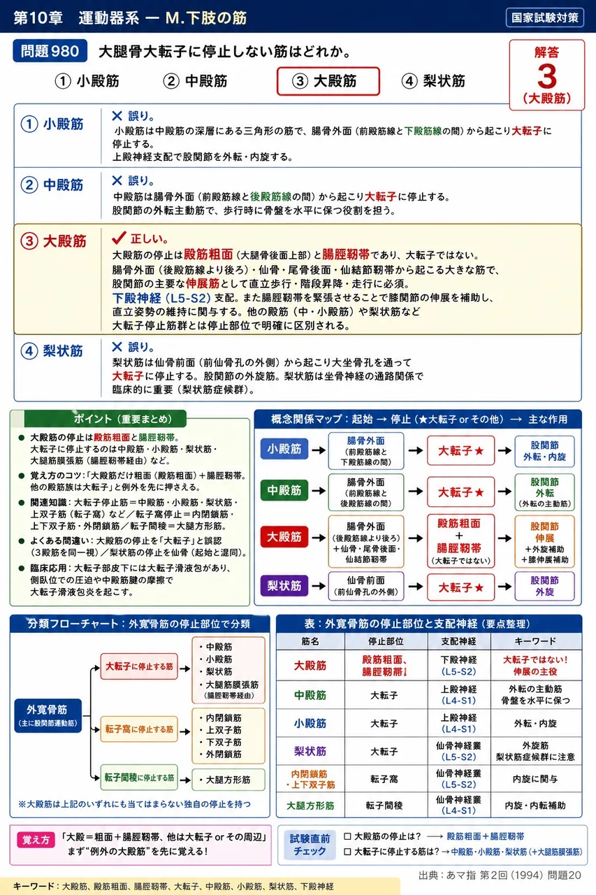 あマ指 第2回(1994) 問題20｜大腿骨大転子に停止しない筋はどれか。 解説図