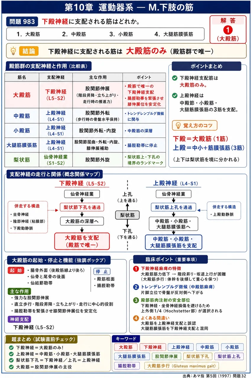あマ指 第5回(1997) 問題32｜下殿神経に支配される筋はどれか。 解説図