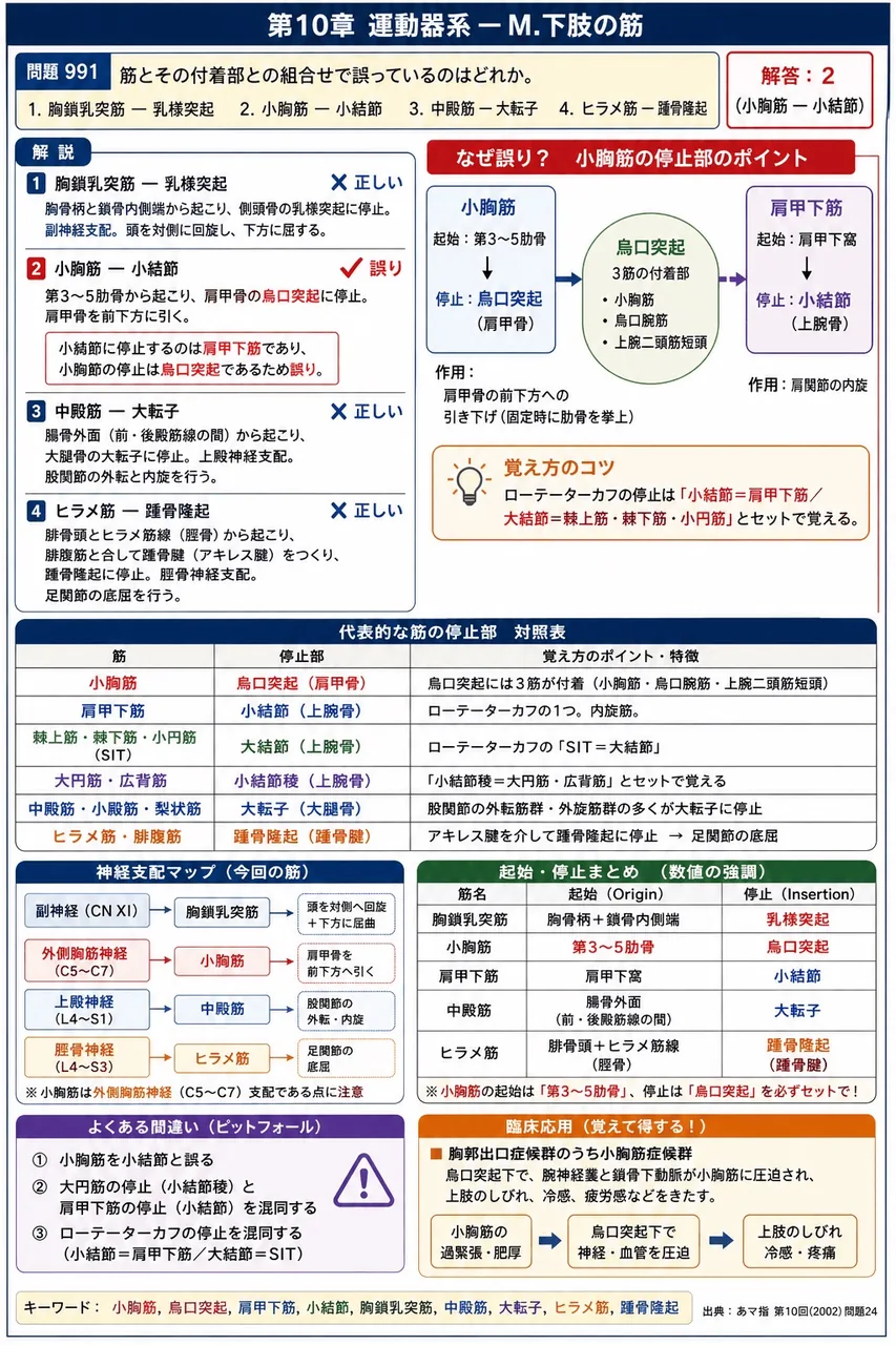 あマ指 第10回(2002) 問題24|筋とその付着部との組合せで誤っているのはどれか。 解説図